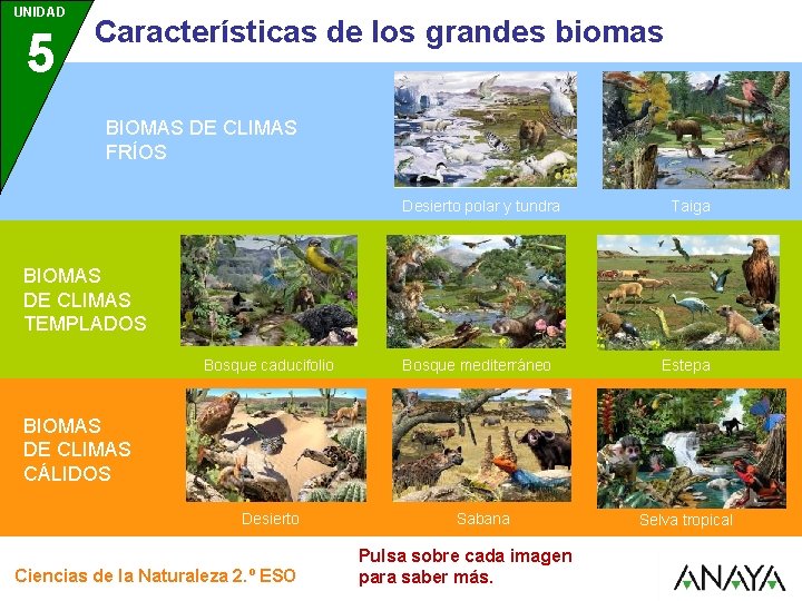 UNIDAD 5 Características de los grandes biomas BIOMAS DE CLIMAS FRÍOS Desierto polar y