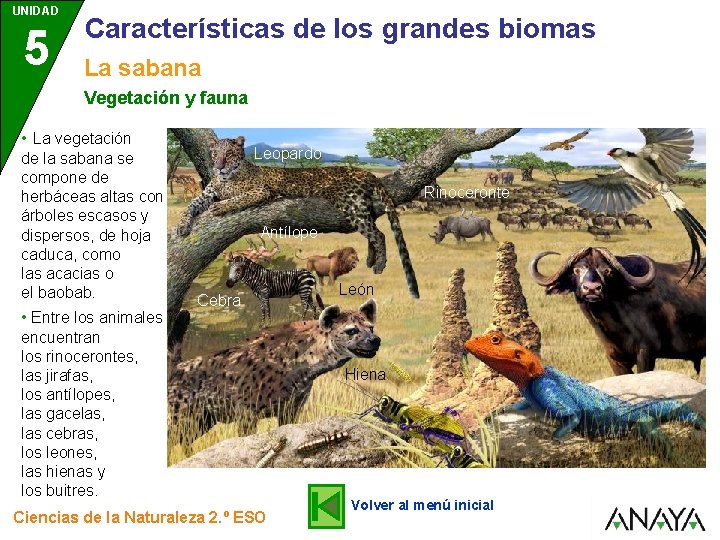 UNIDAD 5 Características de los grandes biomas La sabana Vegetación y fauna • La
