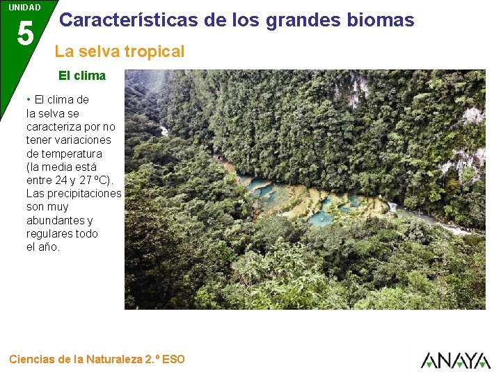 UNIDAD 5 Características de los grandes biomas La selva tropical El clima • El