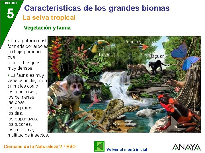 UNIDAD 5 Características de los grandes biomas La selva tropical Vegetación y fauna •