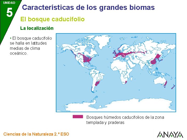 UNIDAD 5 Características de los grandes biomas El bosque caducifolio La localización • El