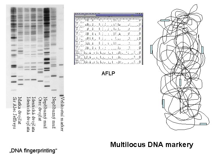 AFLP Velikostní marker Nepříbuzný muž Otec dvojčat Identická dvojčata Matka dvojčat Sir Alec Jeffreys