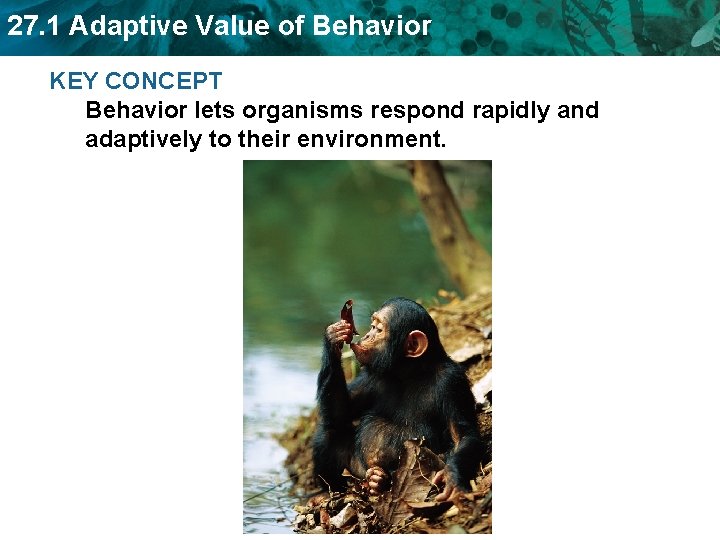 27. 1 Adaptive Value of Behavior KEY CONCEPT Behavior lets organisms respond rapidly and