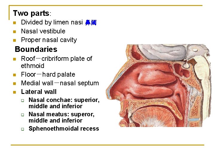 Two parts: n n n Divided by limen nasi 鼻阈 Nasal vestibule Proper nasal