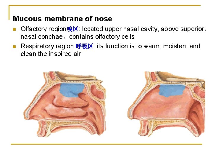 Mucous membrane of nose n n Olfactory region嗅区: located upper nasal cavity, above superior，