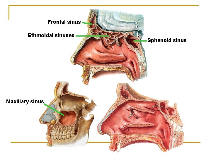 Frontal sinus Ethmoidal sinuses Maxillary sinus Sphenoid sinus 