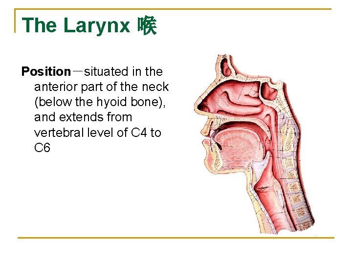 The Larynx 喉 Position－situated in the anterior part of the neck (below the hyoid