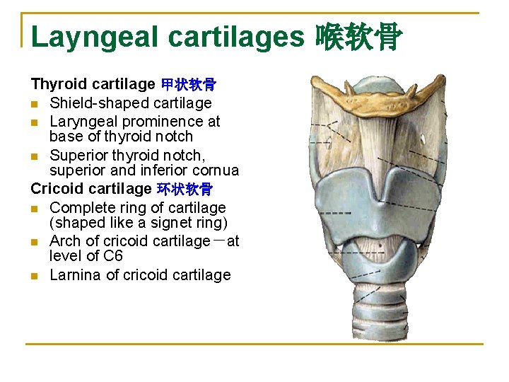 Layngeal cartilages 喉软骨 Thyroid cartilage 甲状软骨 n Shield-shaped cartilage n Laryngeal prominence at base