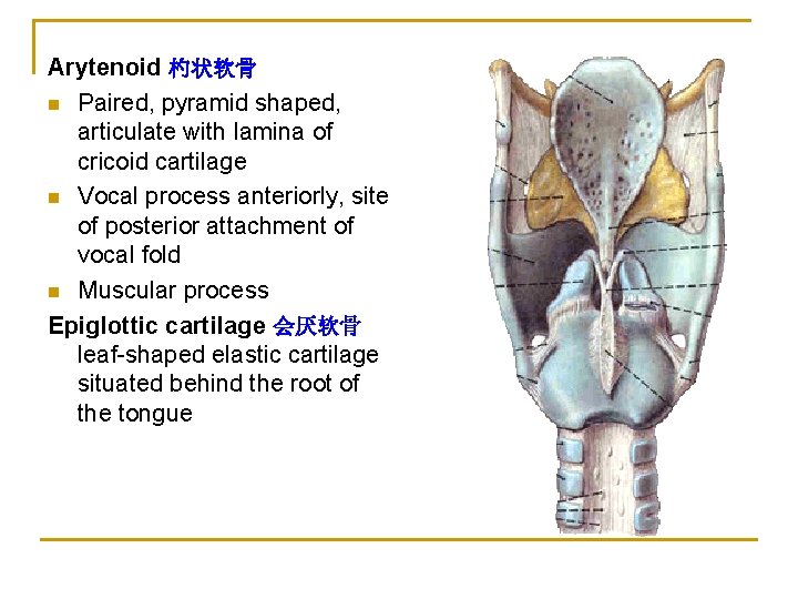 Arytenoid 杓状软骨 n Paired, pyramid shaped, articulate with lamina of cricoid cartilage n Vocal