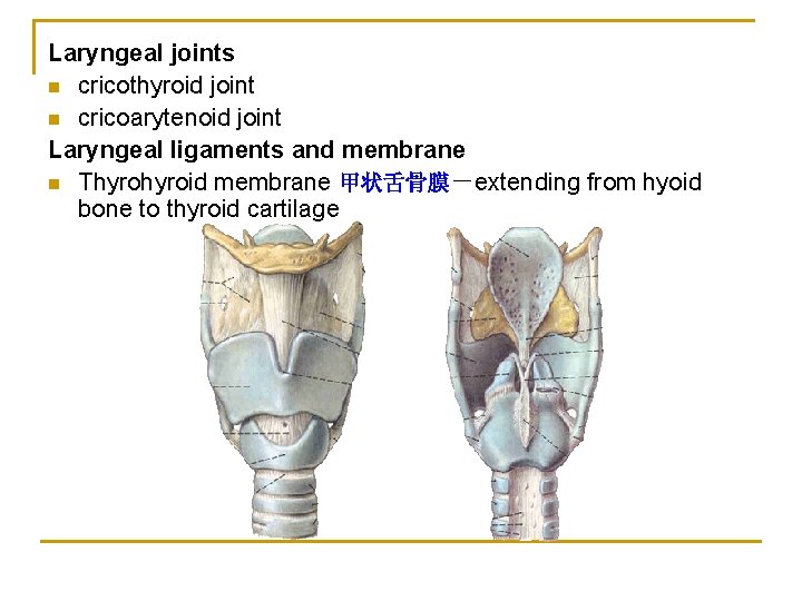 Laryngeal joints n cricothyroid joint n cricoarytenoid joint Laryngeal ligaments and membrane n Thyroid