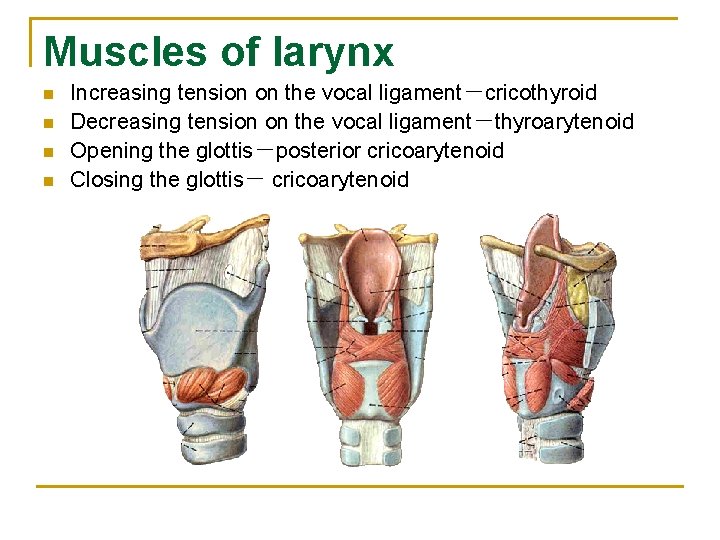 Muscles of larynx n n Increasing tension on the vocal ligament－cricothyroid Decreasing tension on