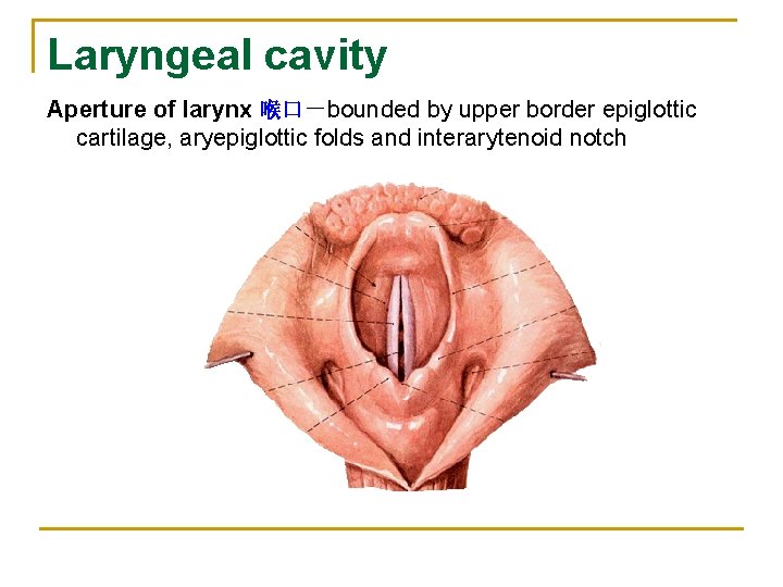 Laryngeal cavity Aperture of larynx 喉口－bounded by upper border epiglottic cartilage, aryepiglottic folds and