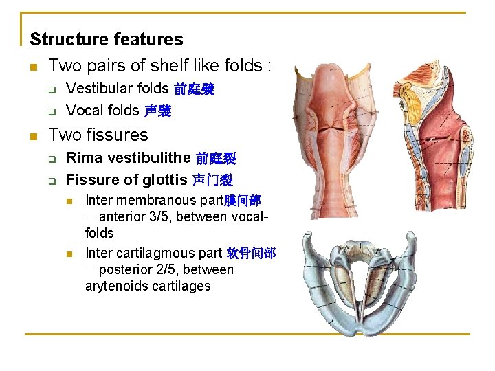 Structure features n Two pairs of shelf like folds : q q n Vestibular