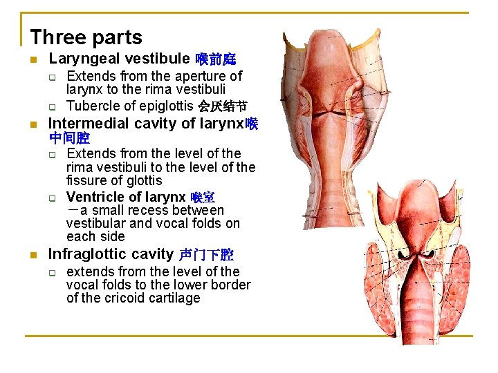 Three parts n Laryngeal vestibule 喉前庭 Extends from the aperture of larynx to the