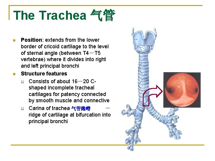 The Trachea 气管 n n Position: extends from the lower border of cricoid cartilage