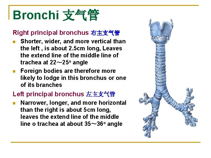 Bronchi 支气管 Right principal bronchus 右主支气管 n n Shorter, wider, and more vertical than