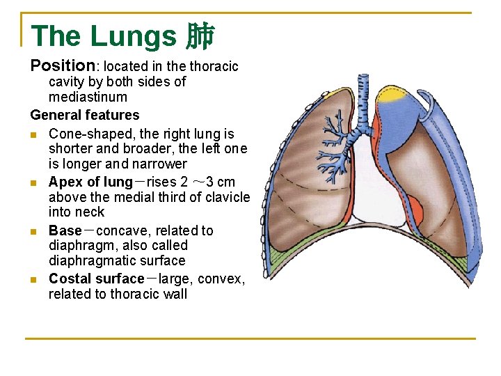The Lungs 肺 Position: located in the thoracic cavity by both sides of mediastinum