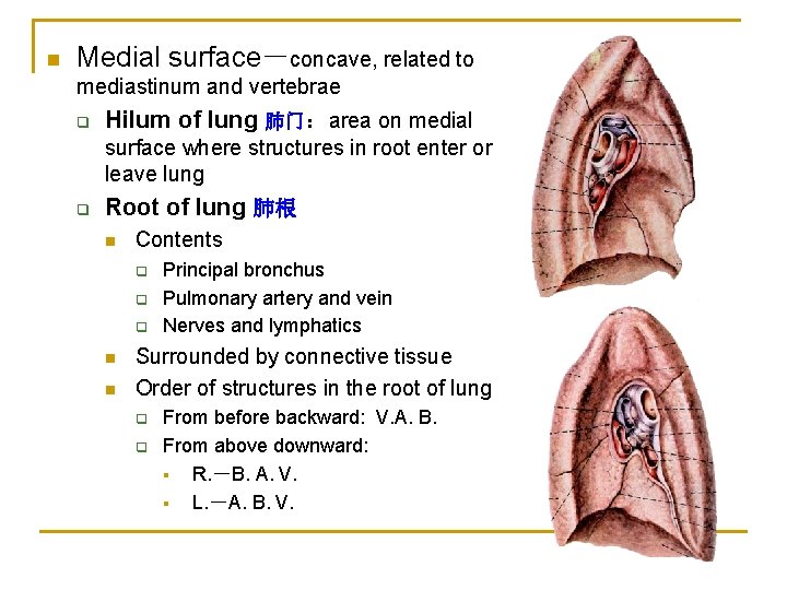 n Medial surface－concave, related to mediastinum and vertebrae q Hilum of lung 肺门：area on