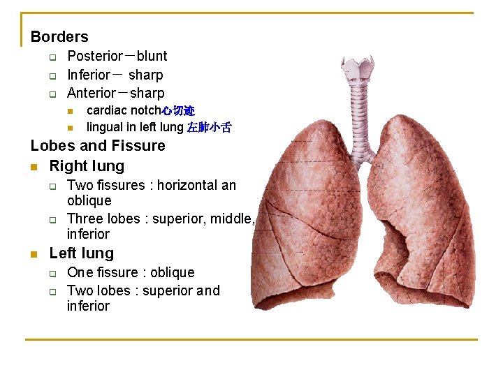 Borders q q q Posterior－blunt Inferior－ sharp Anterior－sharp n n cardiac notch心切迹 lingual in