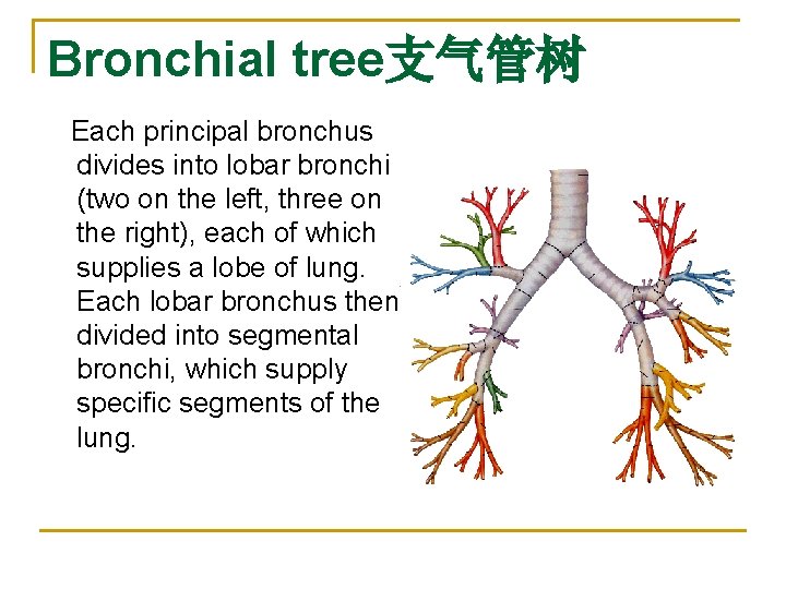 Bronchial tree支气管树 Each principal bronchus divides into lobar bronchi (two on the left, three