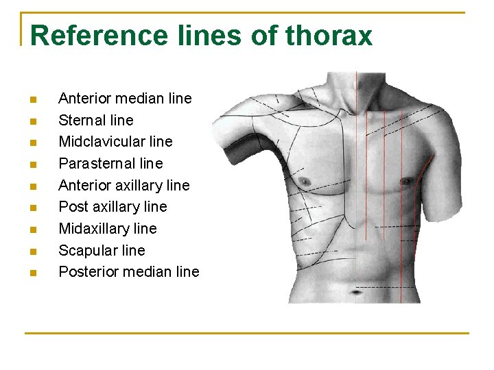 Reference lines of thorax n n n n n Anterior median line Sternal line