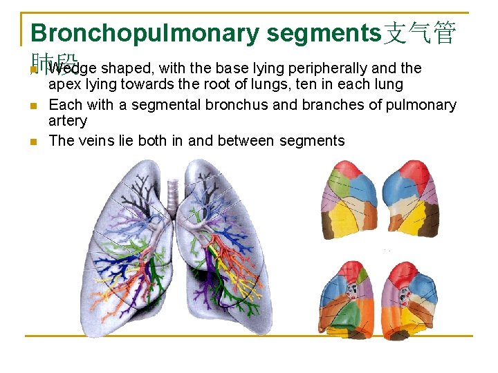 Bronchopulmonary segments支气管 n Wedge shaped, with the base lying peripherally and the 肺段 n