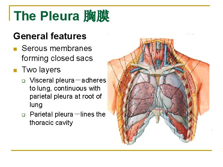 The Pleura 胸膜 General features n n Serous membranes forming closed sacs Two layers