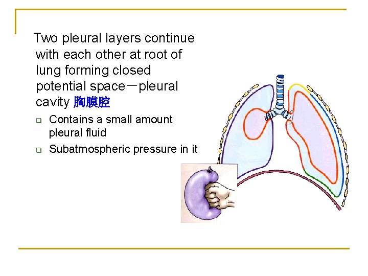 Two pleural layers continue with each other at root of lung forming closed potential