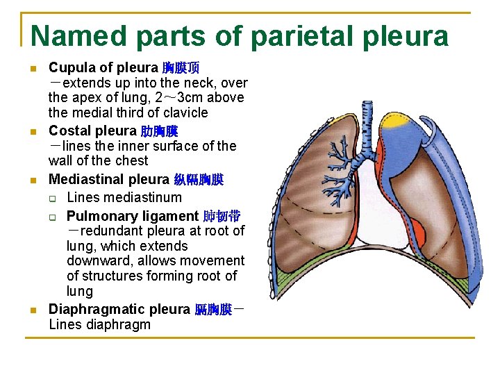 Named parts of parietal pleura n n Cupula of pleura 胸膜顶 －extends up into