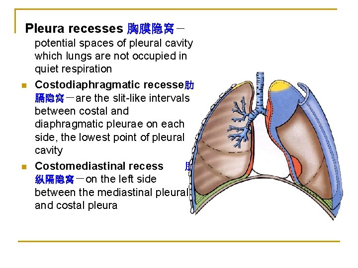 Pleura recesses 胸膜隐窝－ n n potential spaces of pleural cavity which lungs are not