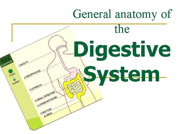 General anatomy of the Digestive System 