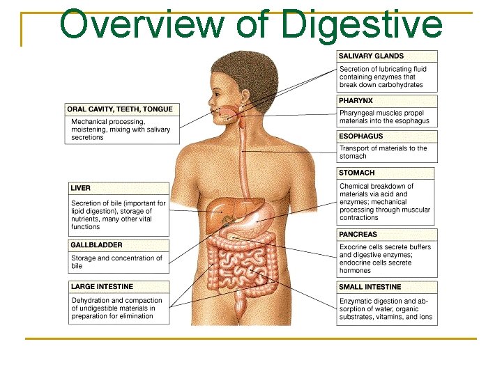 Overview of Digestive System 