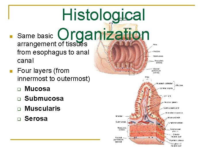 n n Histological Same basic Organization arrangement of tissues from esophagus to anal canal