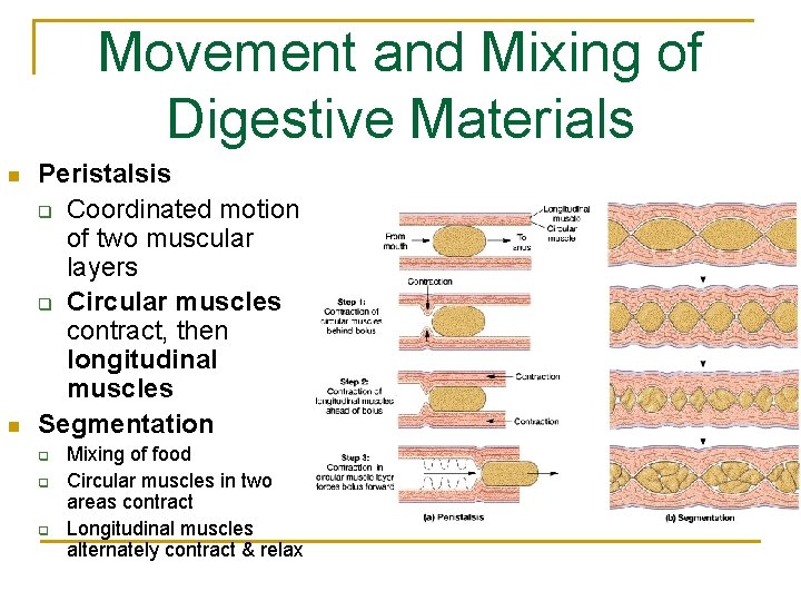 Movement and Mixing of Digestive Materials n n Peristalsis q Coordinated motion of two