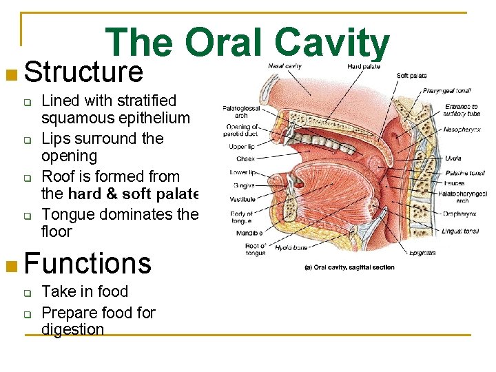 The Oral Cavity n Structure q q Lined with stratified squamous epithelium Lips surround