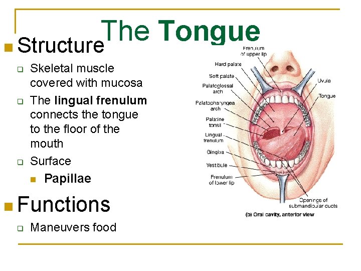 The Tongue n Structure q q q Skeletal muscle covered with mucosa The lingual