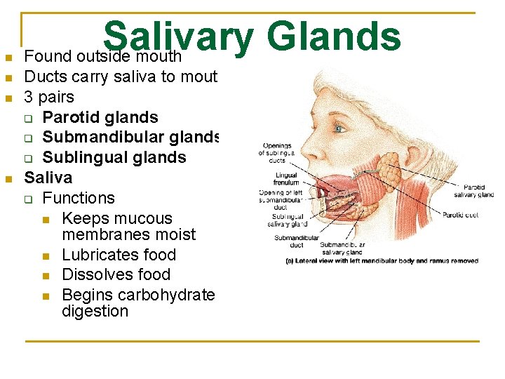 n n Salivary Glands Found outside mouth Ducts carry saliva to mouth 3 pairs