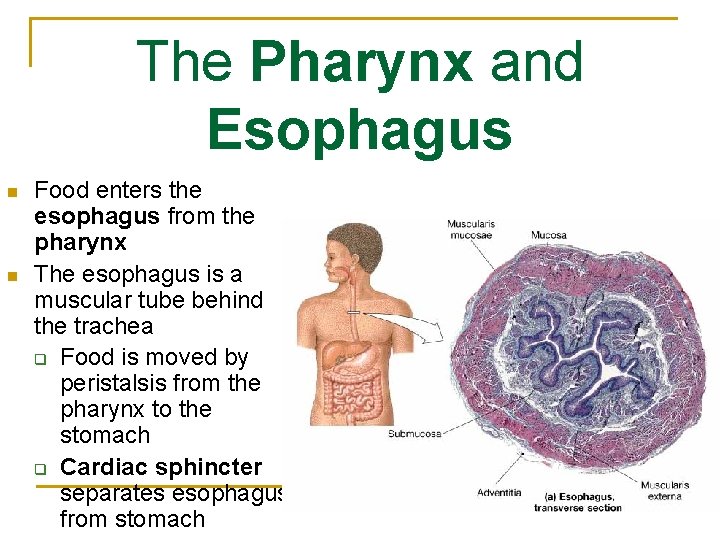 The Pharynx and Esophagus n n Food enters the esophagus from the pharynx The