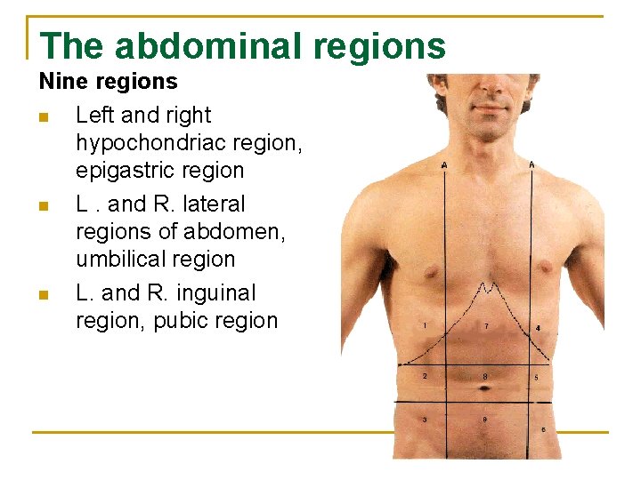 The abdominal regions Nine regions n Left and right hypochondriac region, epigastric region n