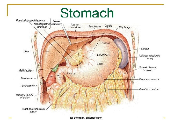 Stomach 