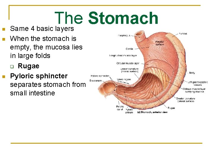 n n n The Stomach Same 4 basic layers When the stomach is empty,