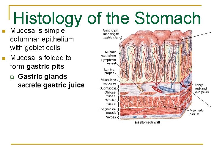 Histology of the Stomach n n Mucosa is simple columnar epithelium with goblet cells