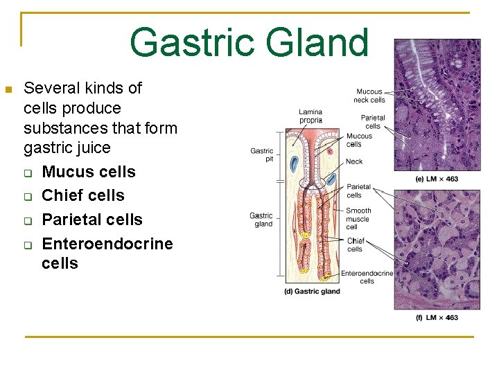 Gastric Gland n Several kinds of cells produce substances that form gastric juice q