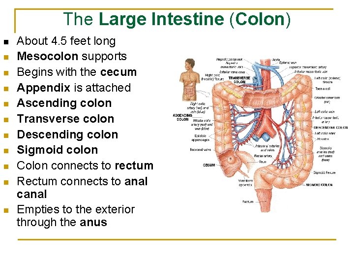 The Large Intestine (Colon) n n n About 4. 5 feet long Mesocolon supports