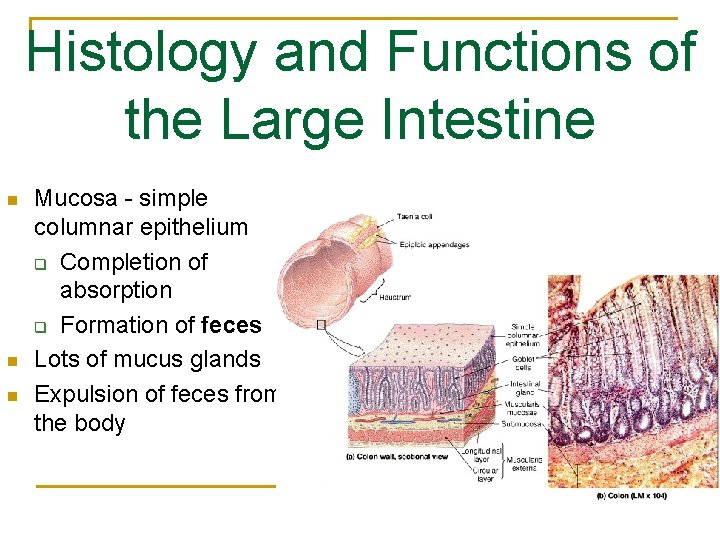 Histology and Functions of the Large Intestine n n n Mucosa - simple columnar