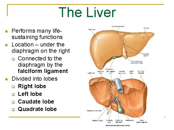 The Liver n n n Performs many lifesustaining functions Location – under the diaphragm