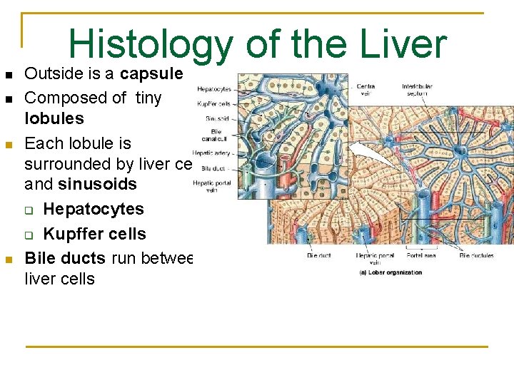 Histology of the Liver n n Outside is a capsule Composed of tiny lobules