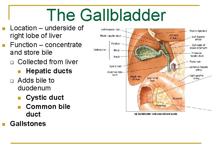 The Gallbladder n n n Location – underside of right lobe of liver Function