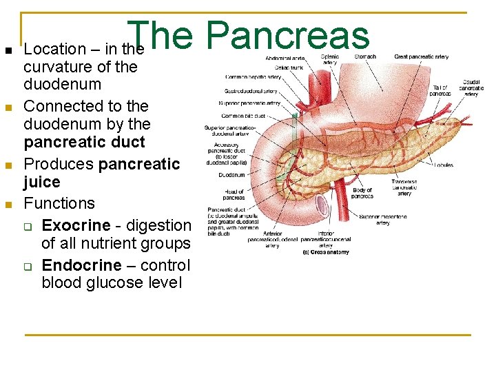 n n The Pancreas Location – in the curvature of the duodenum Connected to