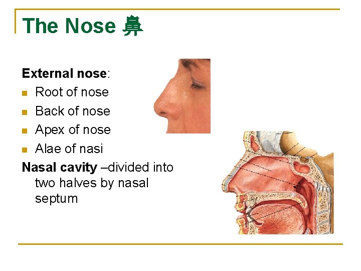 The Nose 鼻 External nose: n Root of nose n Back of nose n